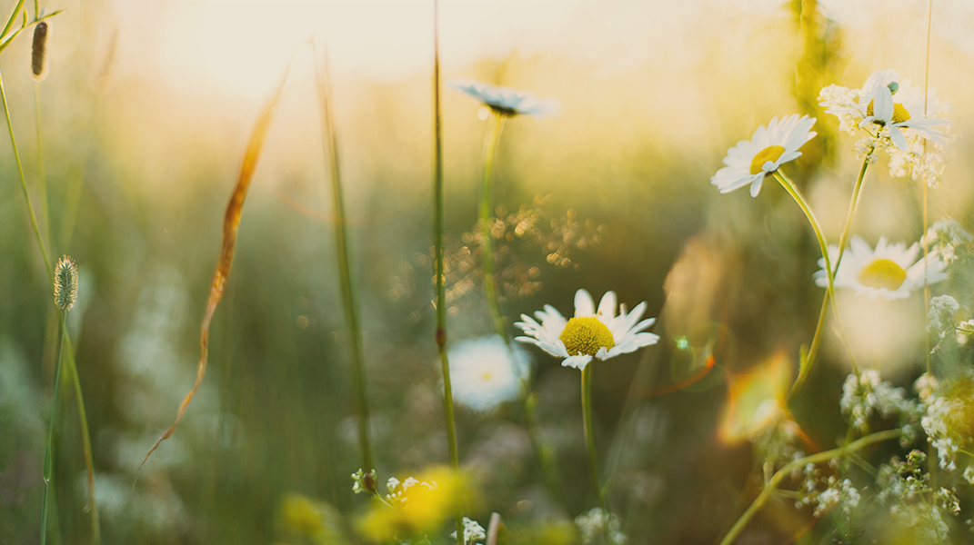 「安妮之歌」——繪本分享