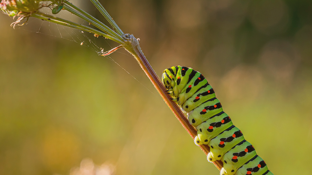 「小毛蟲歷險記」——繪本分享
