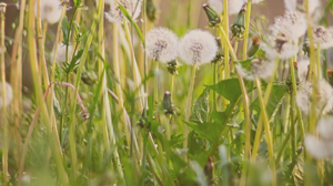 「原來都有主的美意」訪林碧妝姐妹