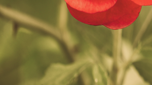 「回首，看見主美意」訪陳秀雲傳道