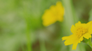 「時刻感受主恩典」訪黃雅芬姐妹(上)