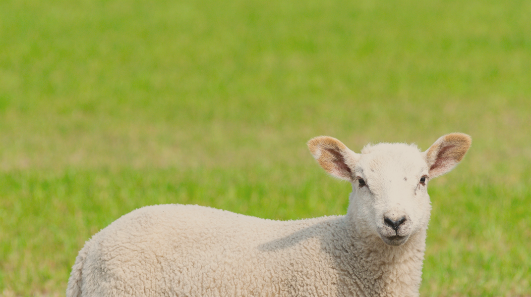 「主所愛的那隻羊」訪曾喜真姐妹(上)