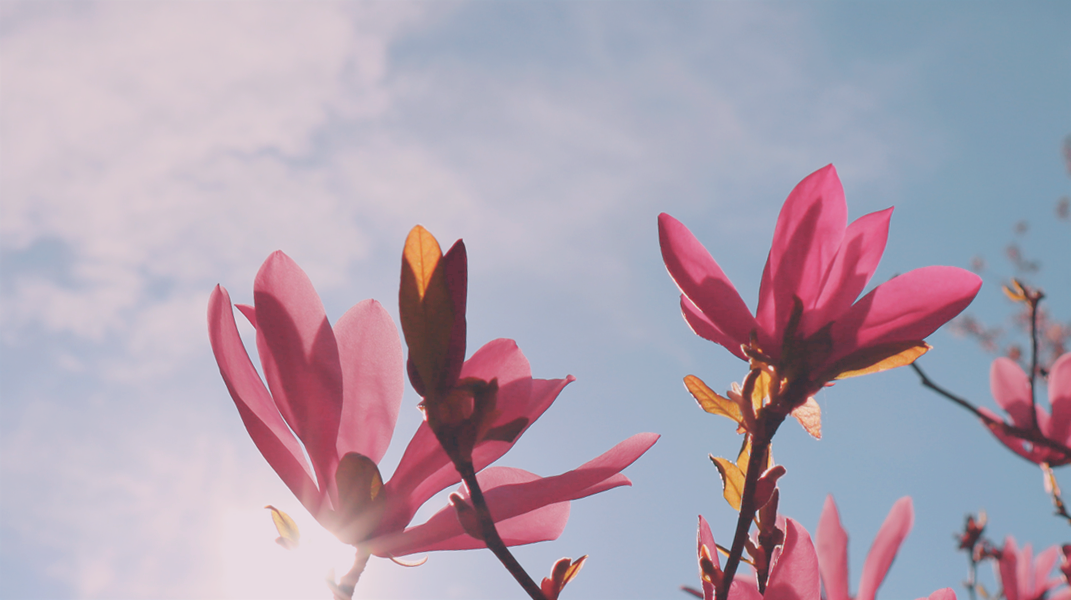 「當恩典進入我家門」訪楊僑欣姐妹