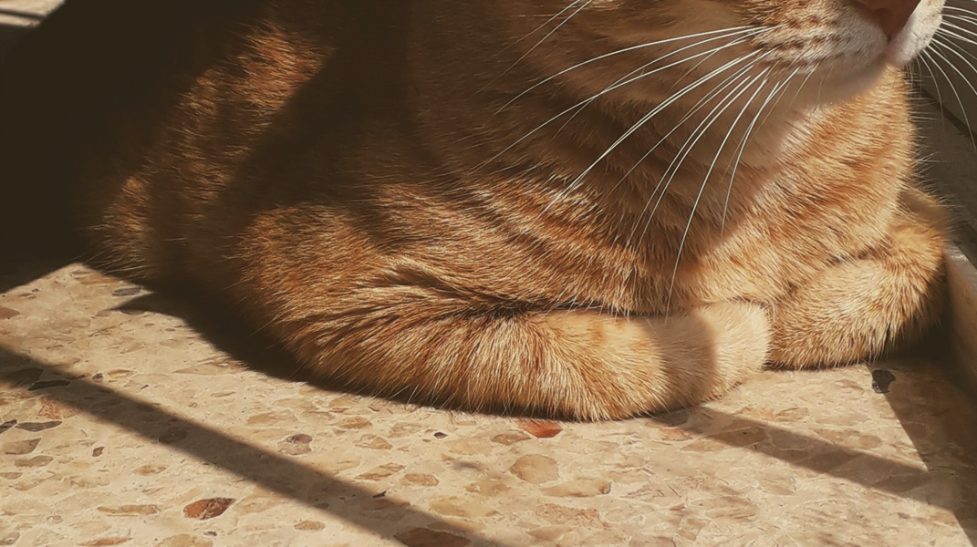 「文森回家了」──繪本分享