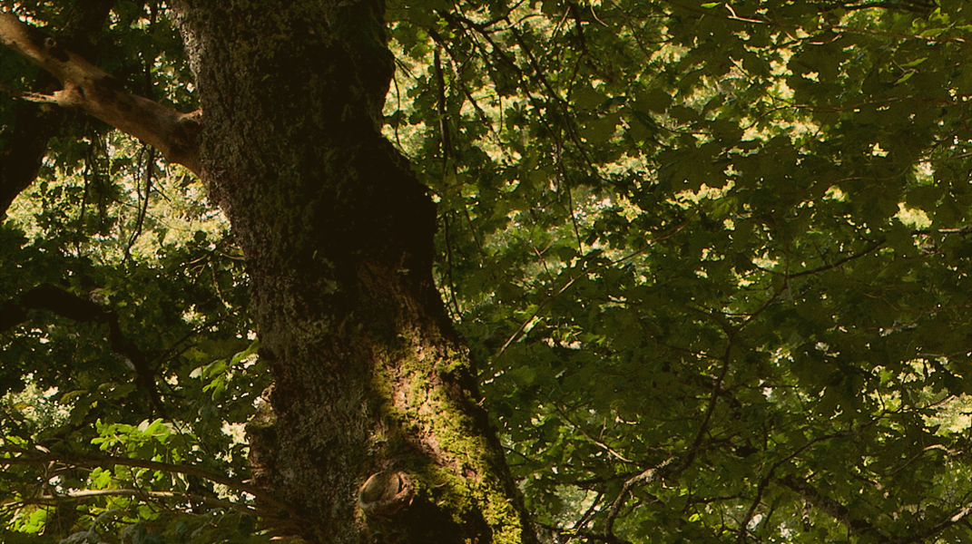 「誰才是森林之王？」──繪本分享