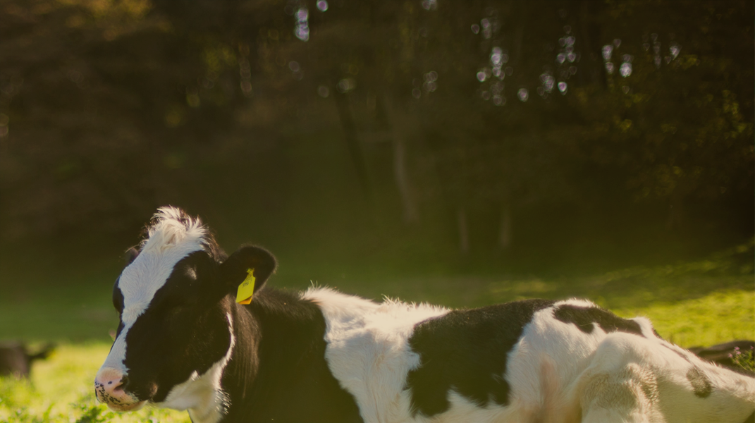 「貪吃的牛小花」──繪本分享