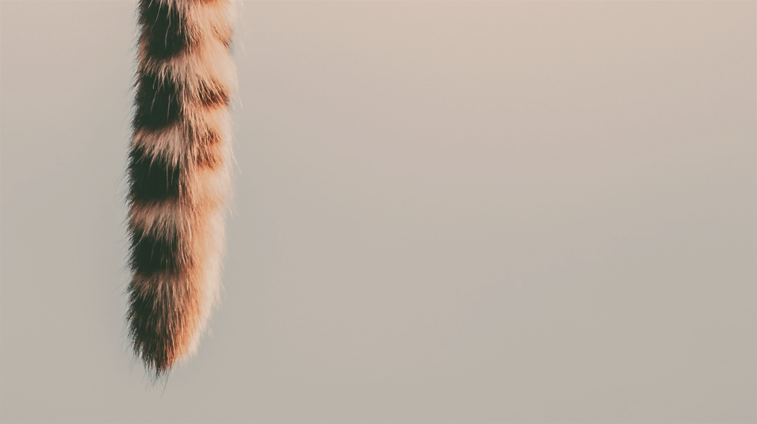 「豆豆的尾巴」──繪本分享