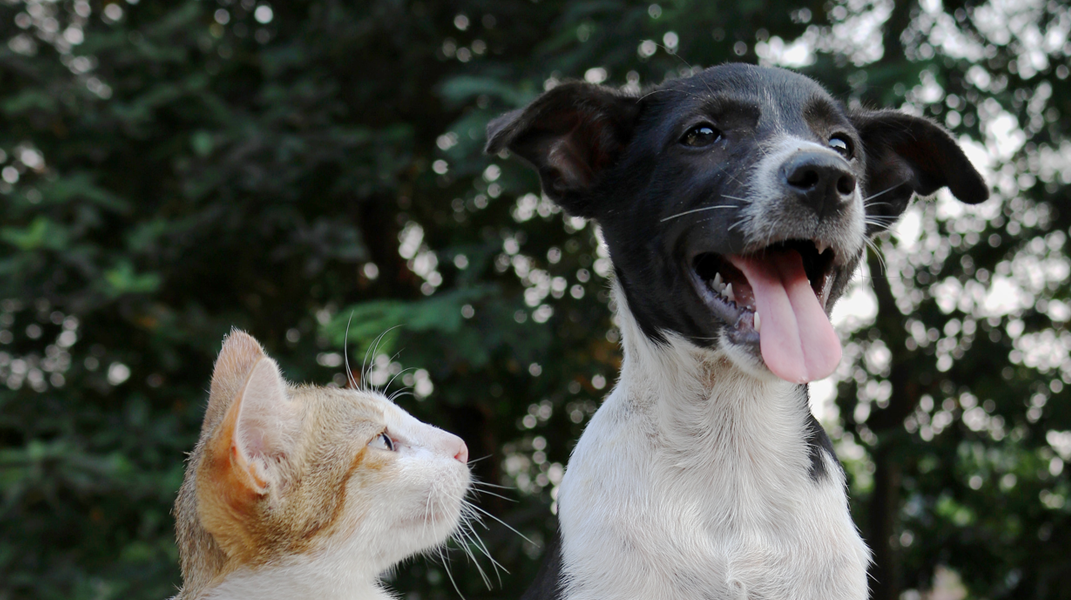 「阿尼和他的鄰居」──繪本分享