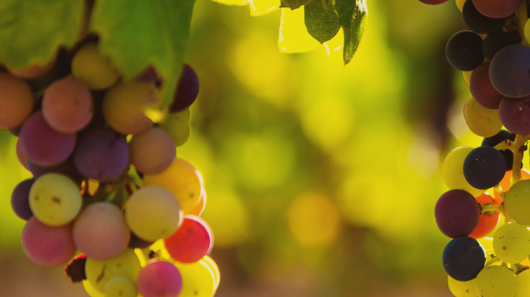 「山姆大王的葡萄園」──繪本分享