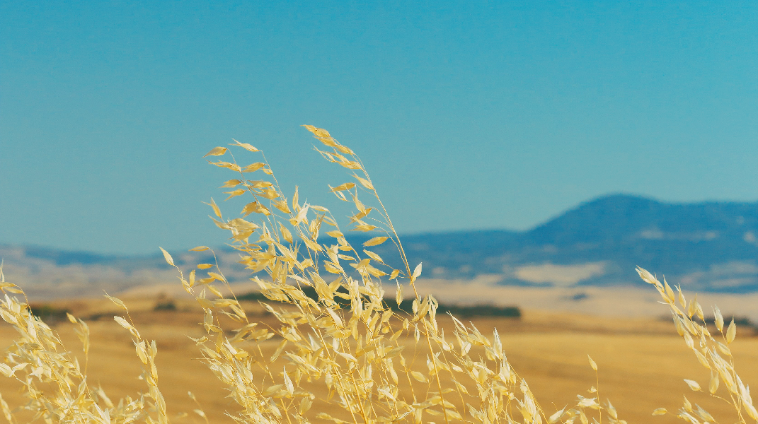 「讚美詩源考之七十三」訪方顗茹傳道