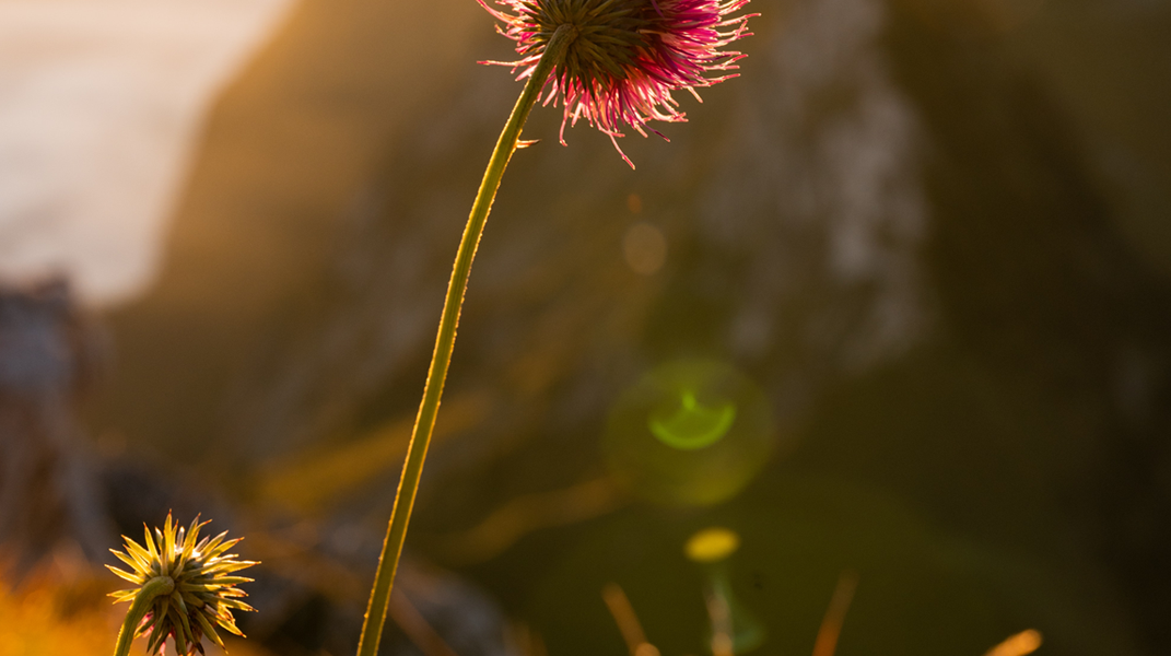 賜人平安的神 訪四股教會王素春姊妹