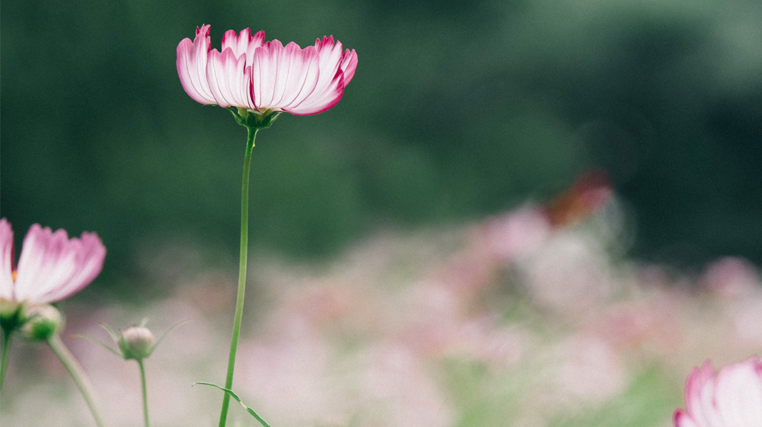 「一切都有主美意」訪 陳婉如姐妹