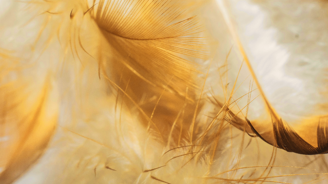 「帝哥的金翅膀」──繪本分享