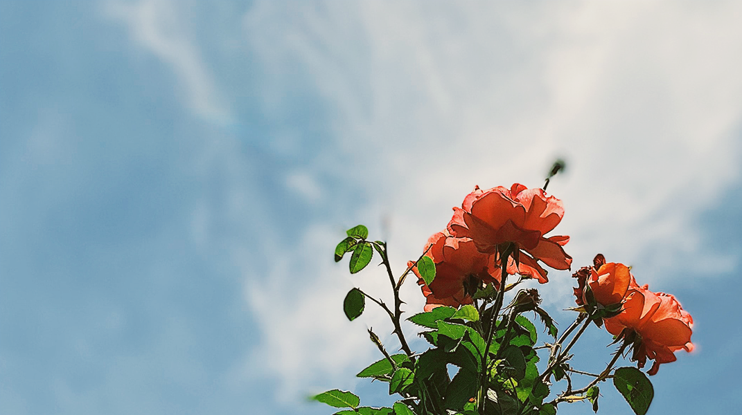 「神啊！有祢真好」訪 湯茂青姐妹(上)