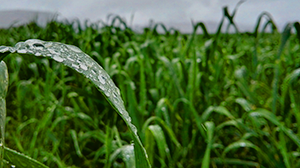滿是主的恩慈 北港教會蘇李桂枝姊妹