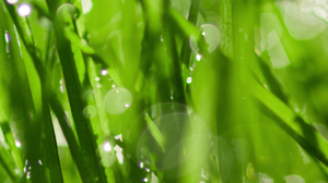 細數主的恩(二) 新港教會何孔雀姊妹