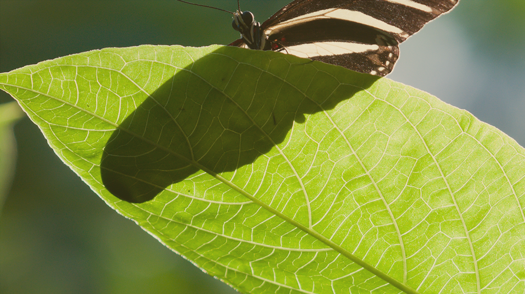 耶穌是我的信靠 北港教會吳昆孟弟兄