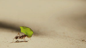 我全家歸真之路 內壢教會李良哲弟兄