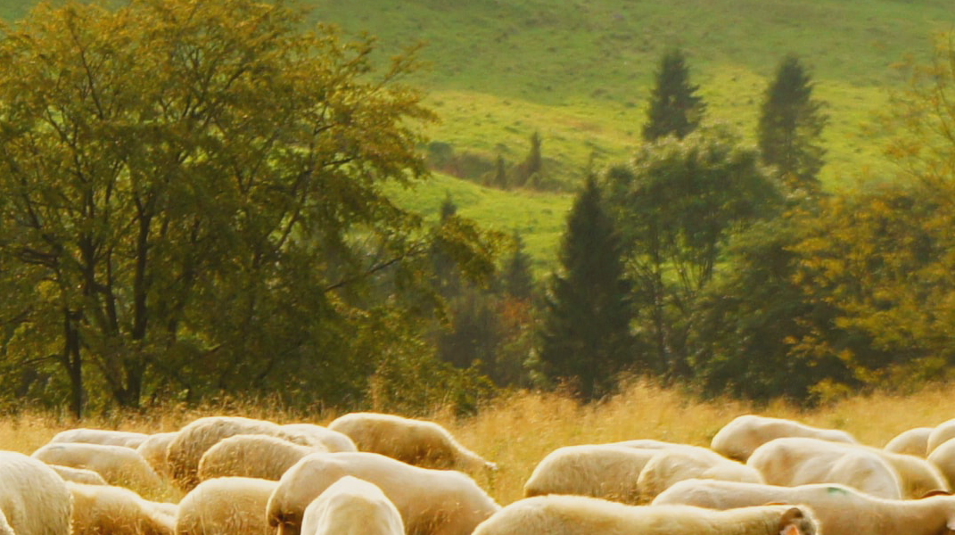 不可輕看神的管教 五甲教會吳寬恩弟兄