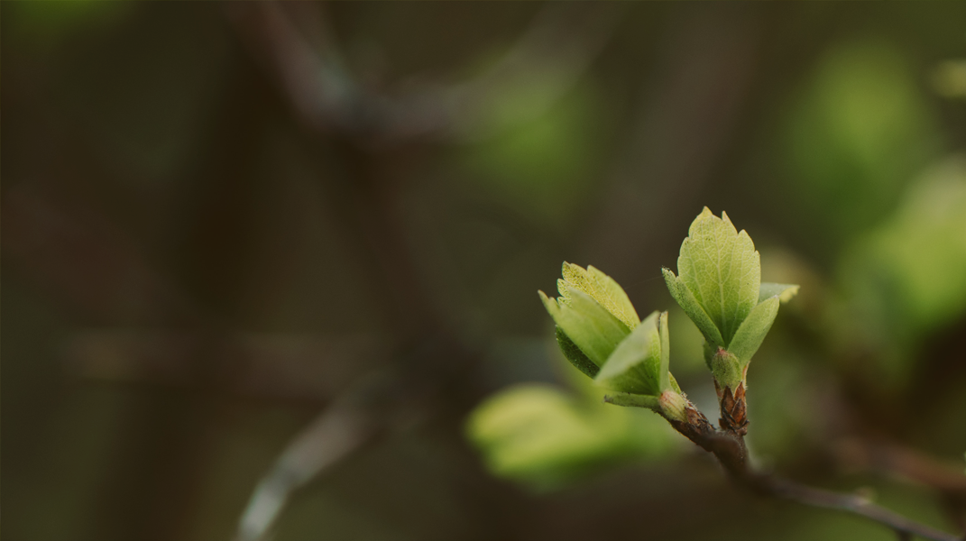奇妙平安由主來 十全教會陳清棋弟兄