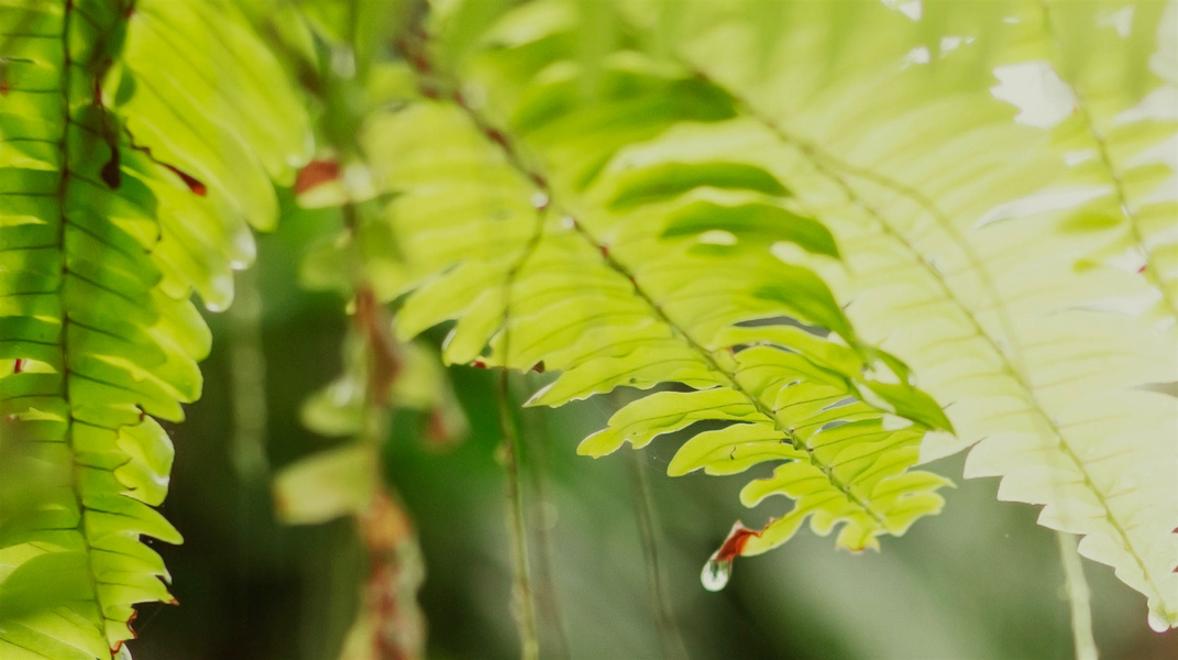 主時刻看顧永穩妥 十全教會楊曜仲弟兄