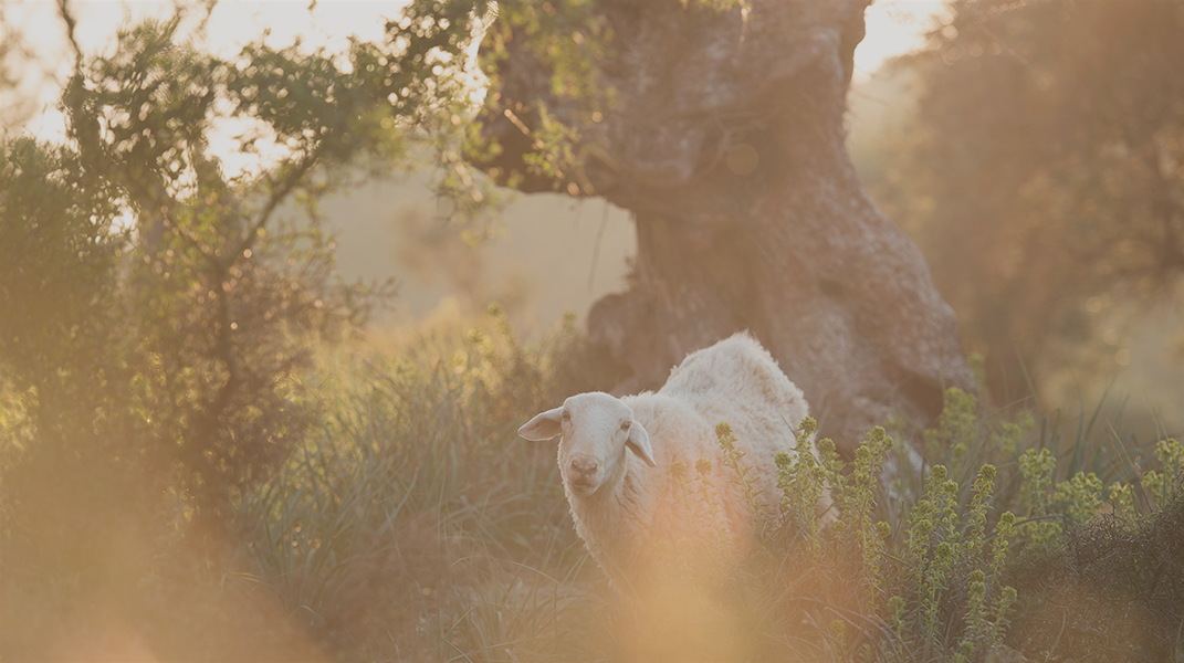 多少眼淚冤枉流 十全教會覃佩驂姊妹