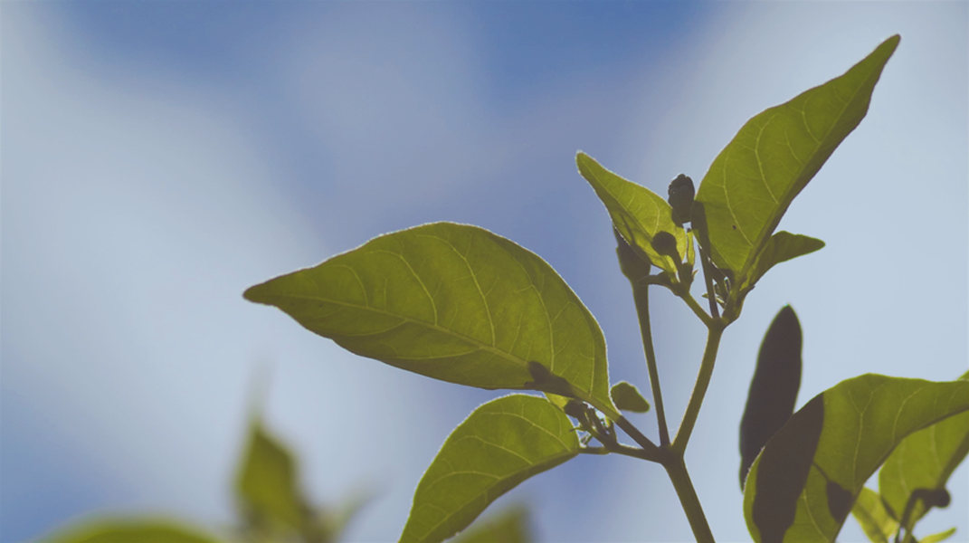 咱作伙來讀聖經  敬畏造物主從生死中看神的奇妙安排