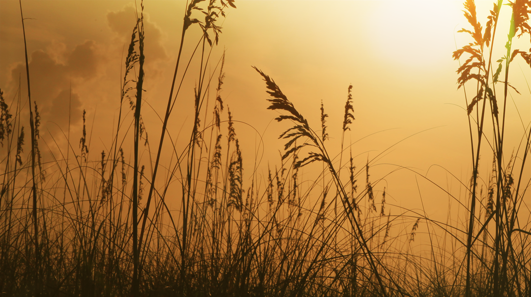 壓傷的蘆葦 崎頂教會吳秀秀姊妹