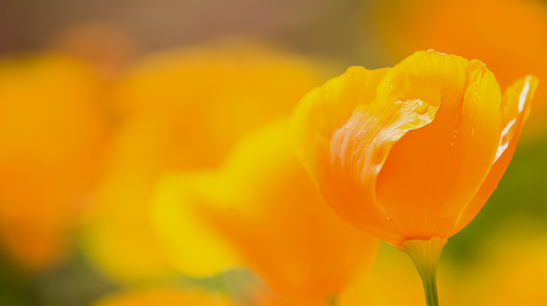 信仰優先主必預備 灣橋教會甘素梅姊妹