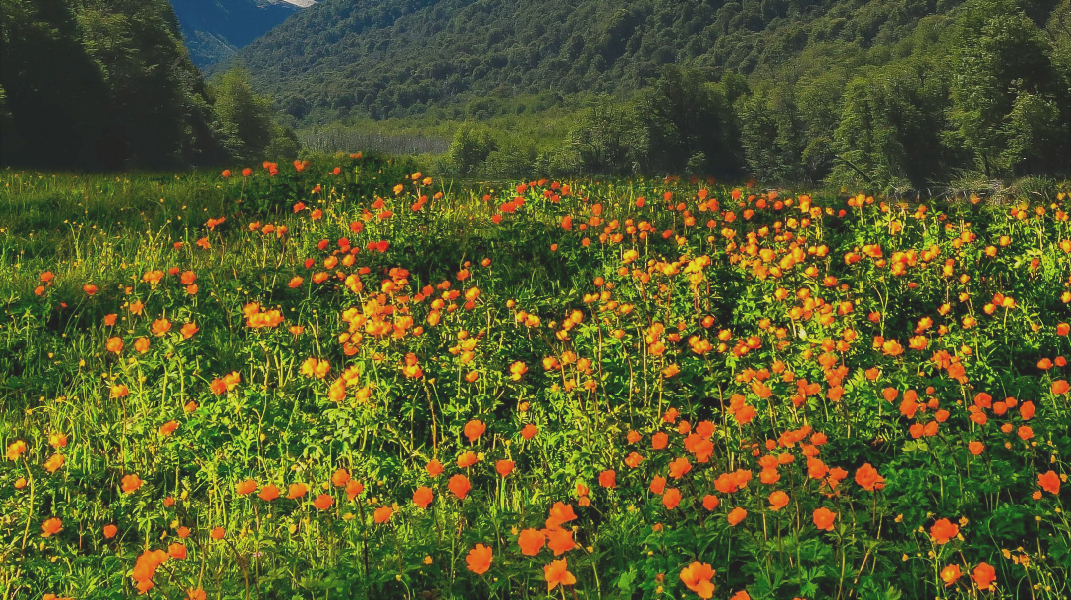 美麗的禱告花園 桃園教會潘貞華姊妹