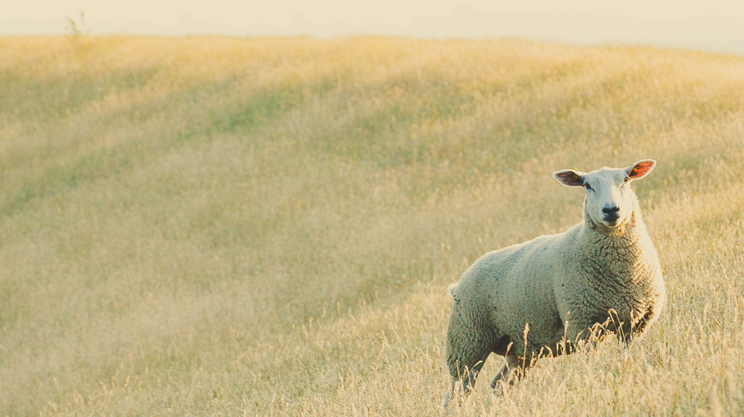 良牧呼喚迷羊歸回 桃園教會蔡恩志弟兄
