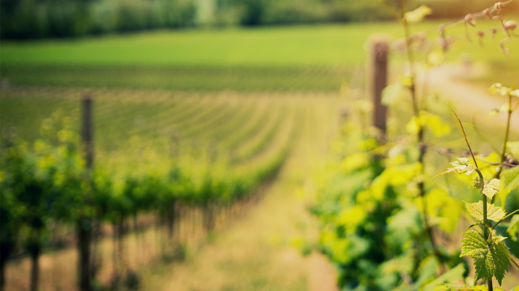 滴下恩典的脂油 訪玉里教會林李玉傳道娘