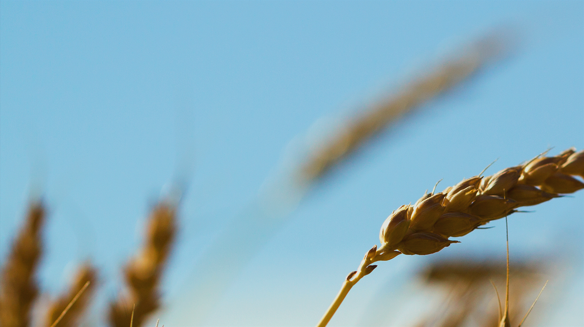 「在主裡得安息」 訪 王美恩姐妹