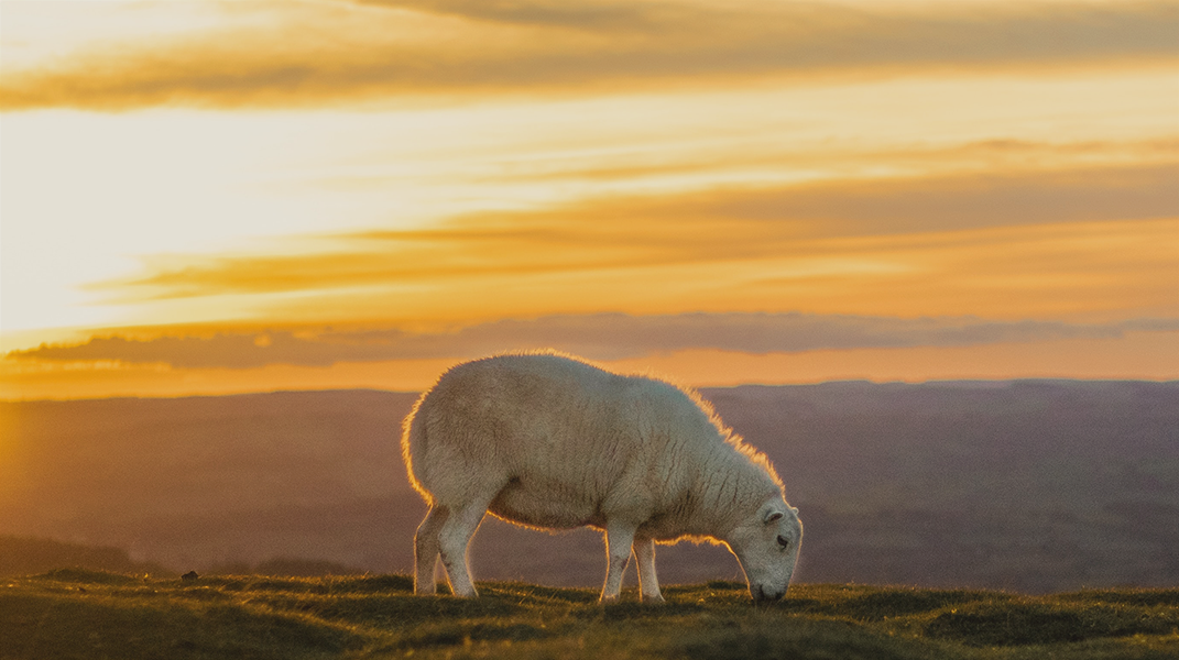 「迷羊回歸的內心話」  訪 林茂雪弟兄（上）