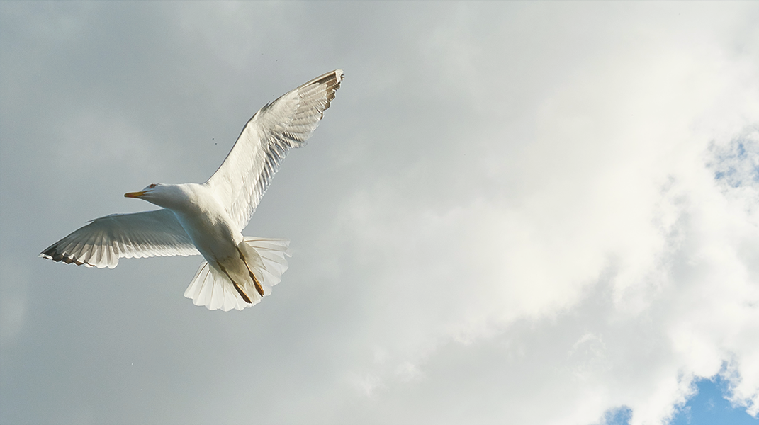 「聖靈引導我找到真神」訪 Bro. Lawrence Lee（李源平弟兄）