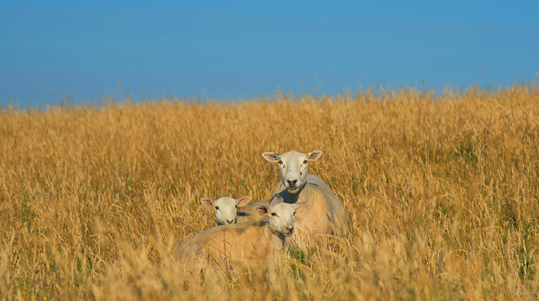 「福音傳揚在基督城」 訪 王桂香姐妹（下）