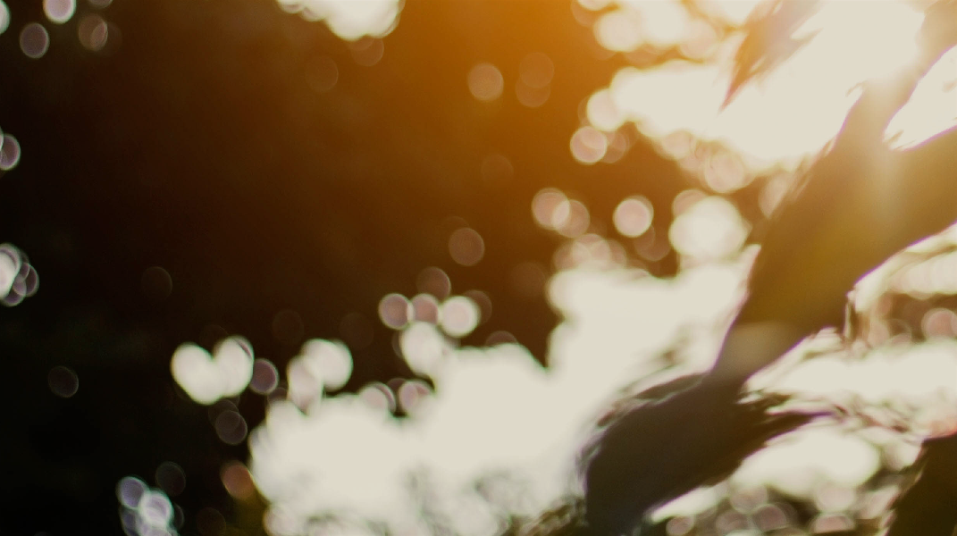 耶和華顯現於荊棘火中