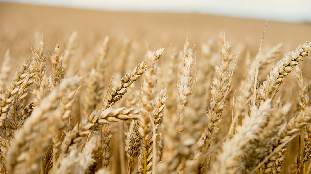 神的靈補滿心靈的虛空 訪麻豆教會林麗花執事