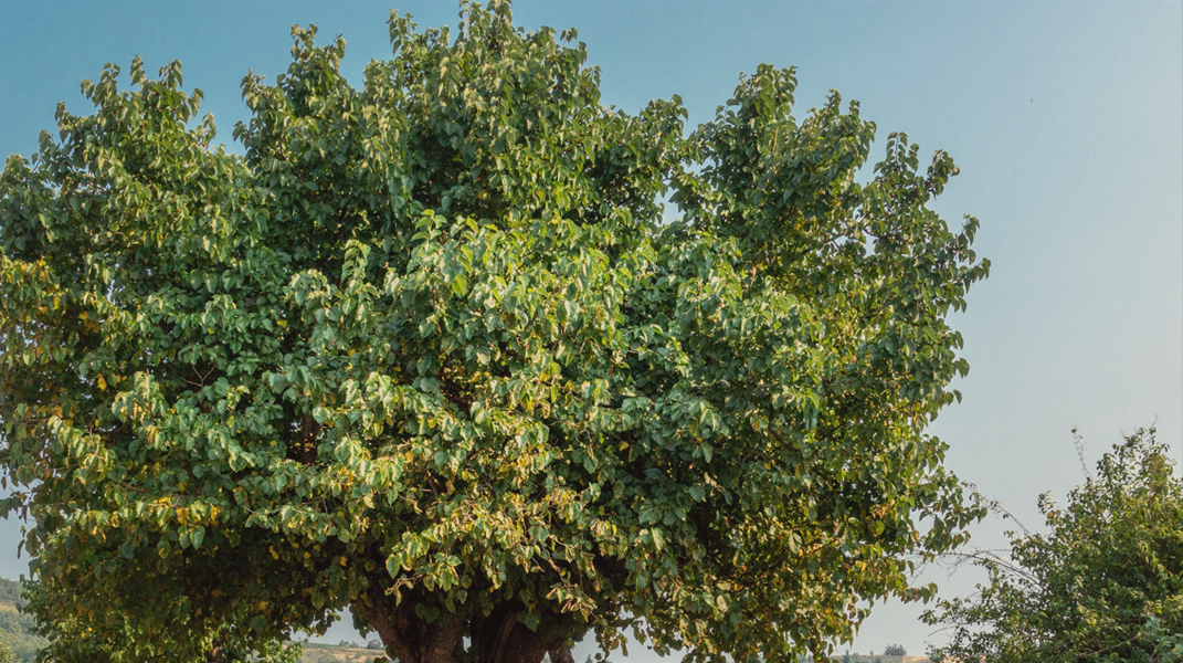 從邪靈到蒙福人生 訪 朴子教會 蔡永村 弟兄