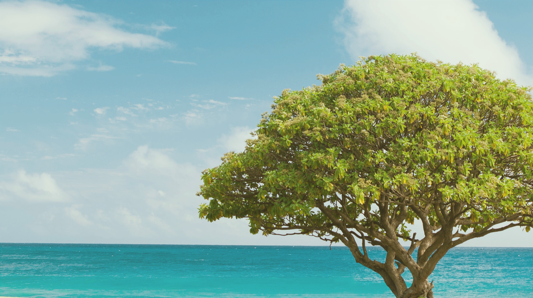 主沒有放棄我 我也回家了 訪 迦美教會 何素雲 姐妹