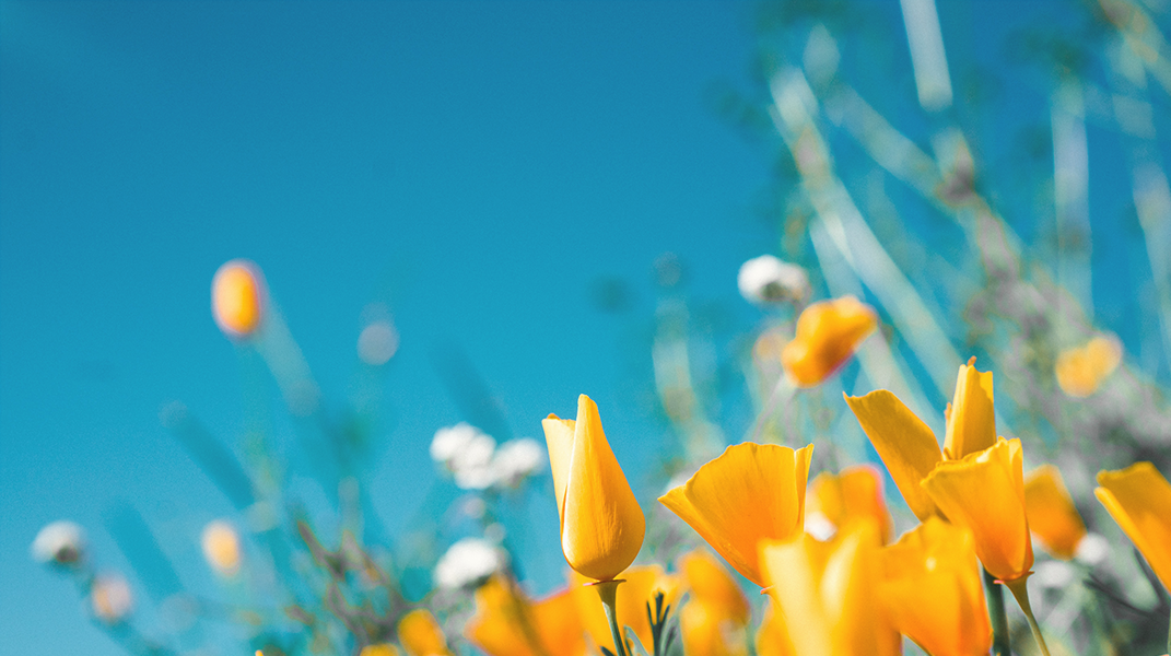 仰望耶和華者必蒙福祉(二) 訪北台中教會游美玉姊妹